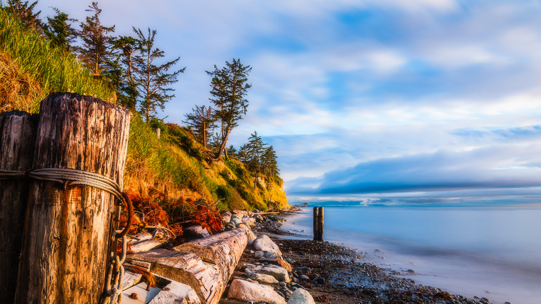 wood pilings along shoreline