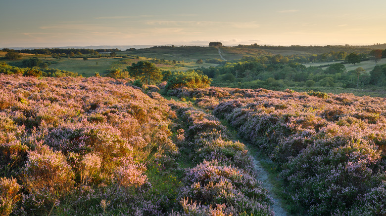 heather field in ashdown