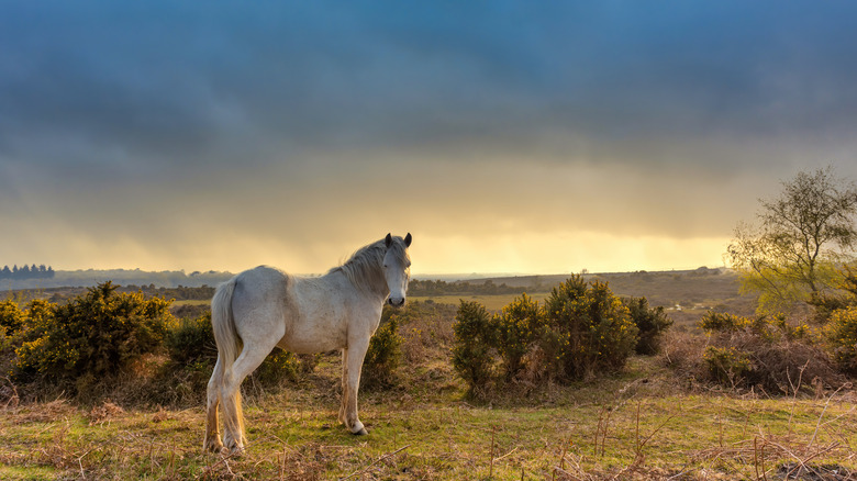 wild horse in new forest