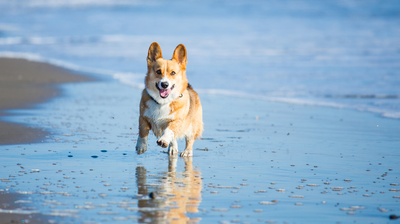 Corgi dog running on beach