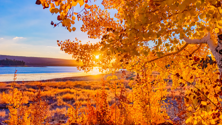 Autumn foliage near Big Bear Lake