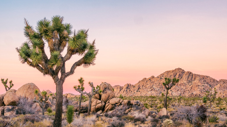 Joshua trees by rock formation 