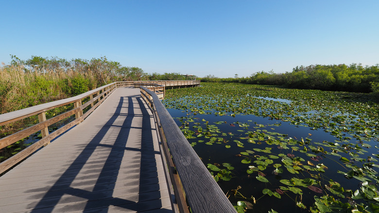 ahinga trail boardwalk over water