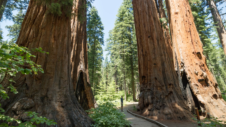 Calaveras Big Trees State Park