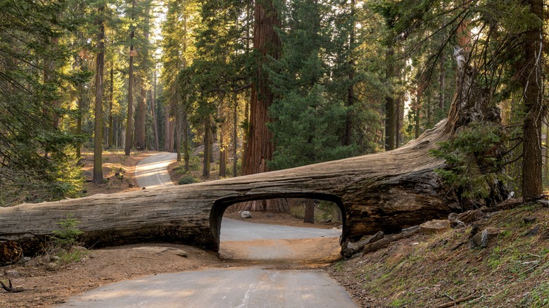 Sequoia and Kings Canyon National Park