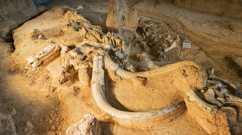 Mammoth fossil in Waco, Texas