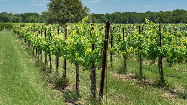 Vineyard in Texas Hill Country