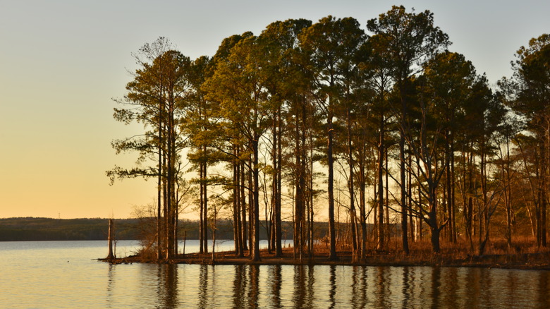 trees at dusk, Jordan Lake