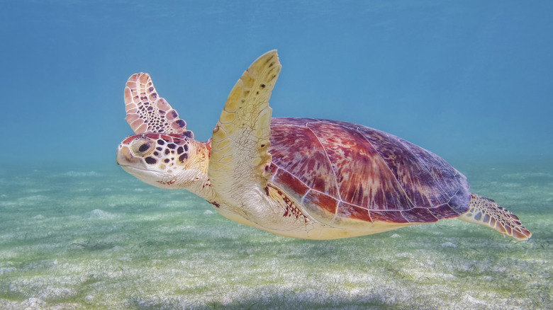 Sea turtle swimming in Akumal