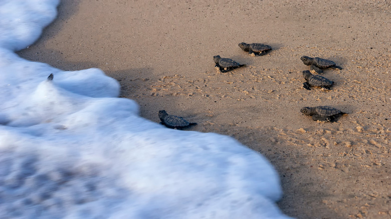 Baby loggerhead turtles, Boa Vista