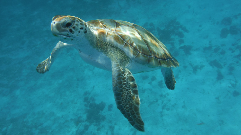Turtle, Carlisle Bay, Barbados