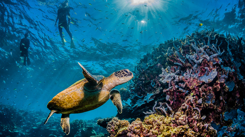 Turtle, Great Barrier Reef