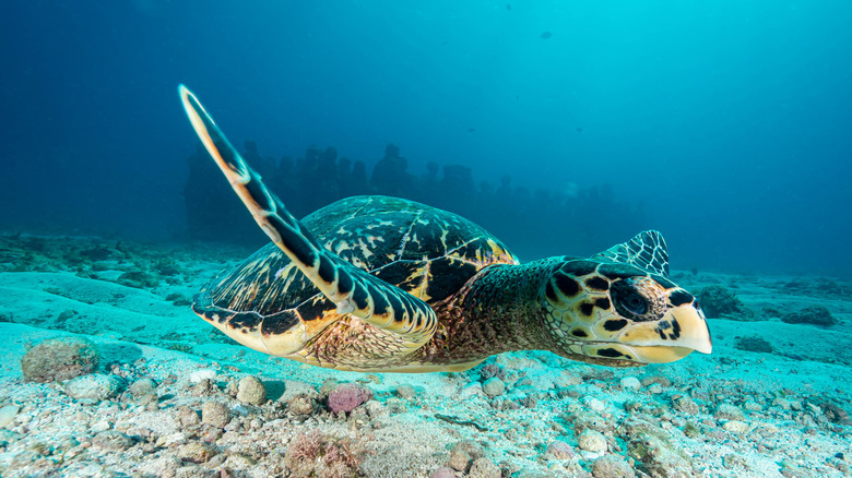 Hawksbill turtle swimming, Isla Mujeres