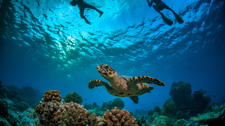 Turtle swimming in the Maldives