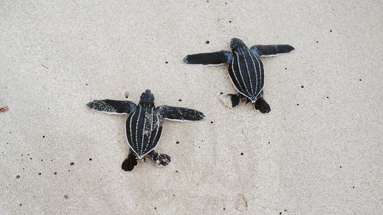 Baby sea turtles on beach