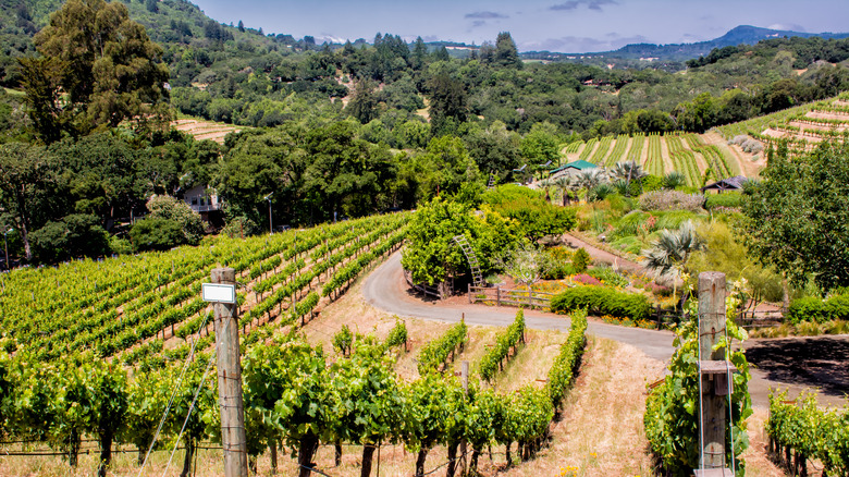 wine estate in Napa Valley