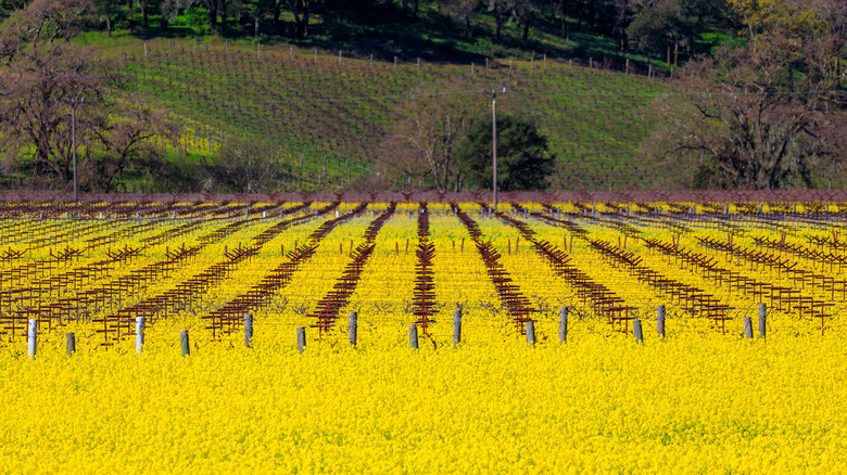 Yountville vineyard