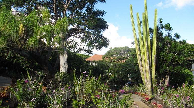 Plants at Moir Gardens