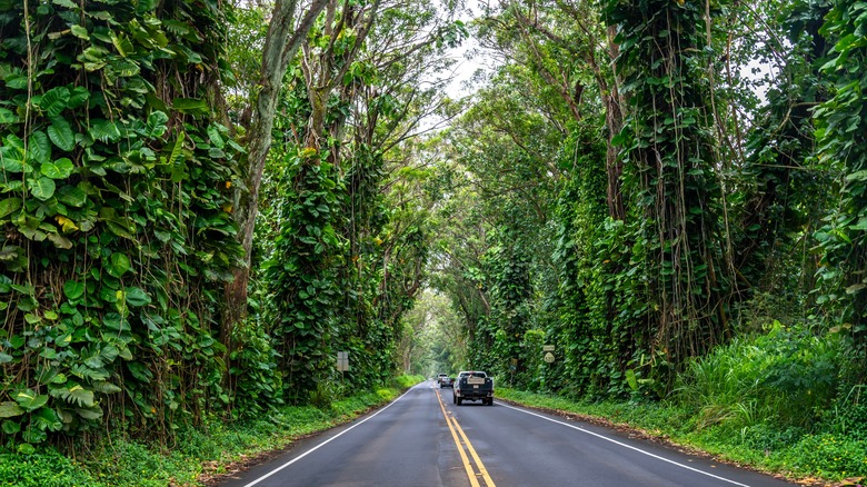 Cars going through Tree Tunnel