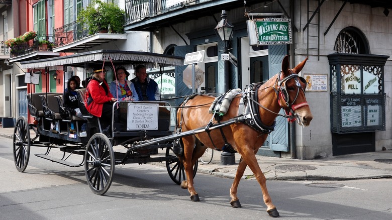 Carriage tour in New Orleans