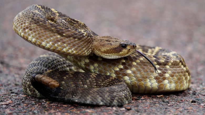 Rattlesnake in the wilderness