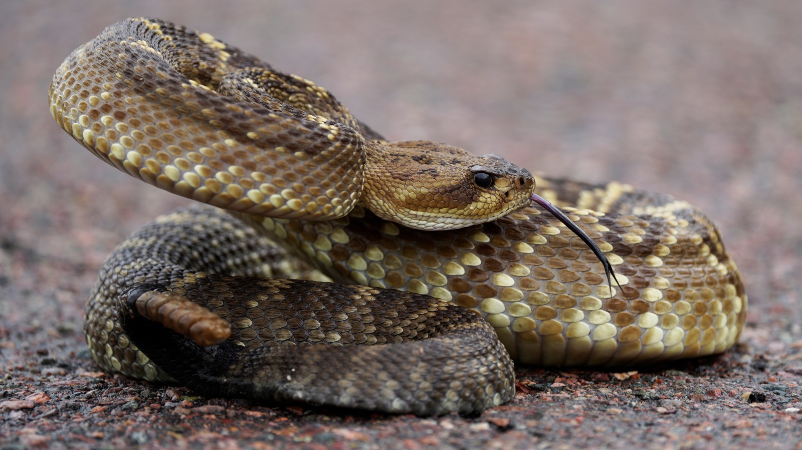 The Best Hacks For Avoiding Snakes While Camping