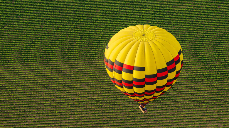 Hot air balloon over vineyards