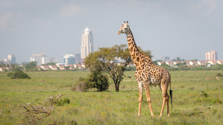 giraffe in front of nairobi skyline