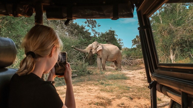 Elephant safari, Sri Lanka