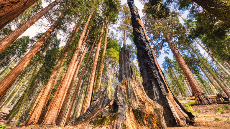 Big Basin Redwoods State Park