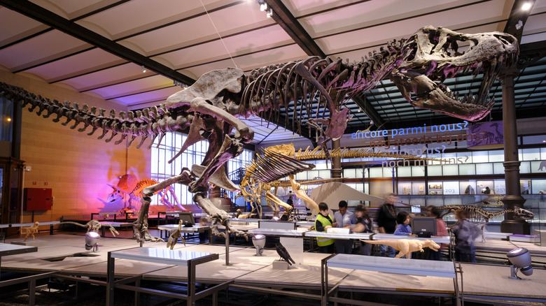 Dinosaur Gallery inside the Royal Belgian Institute of Natural Sciences