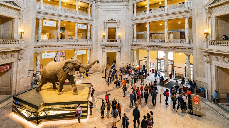 DC's Natural History museum