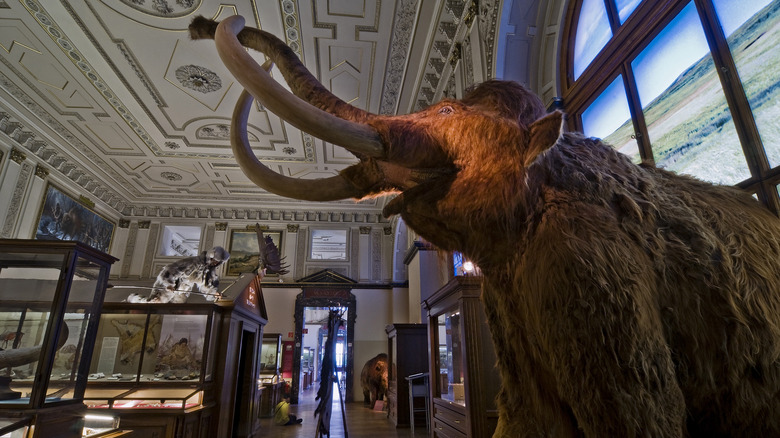 A stuffed mammoth in the Natural History Museum Vienna