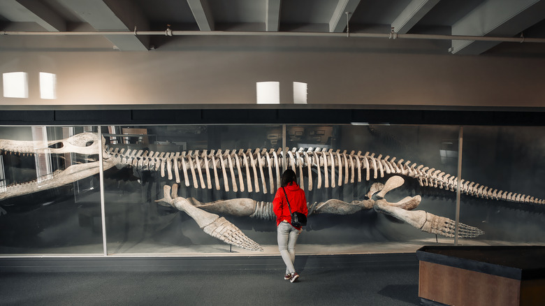 The Harvard Museum of Natural History