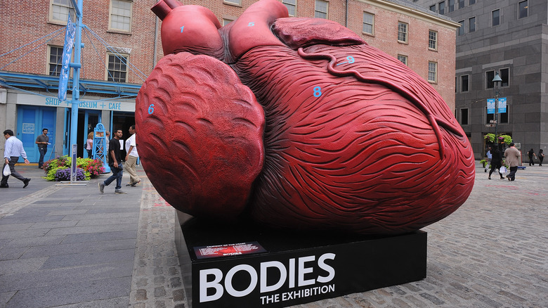 statue of anatomically correct heart