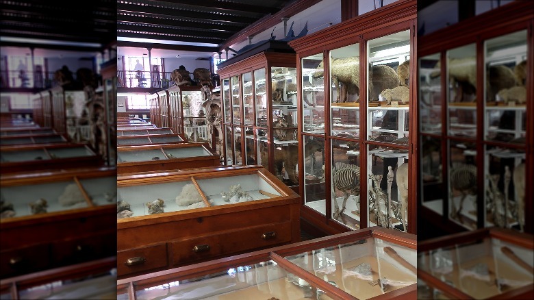 Cabinets filled with specimens at the Wagner Free Institute of Science