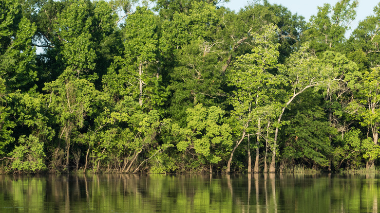 cypress swamp at big thicket