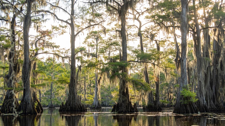 caddo lake swamp