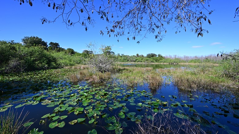 View of cypress swamp