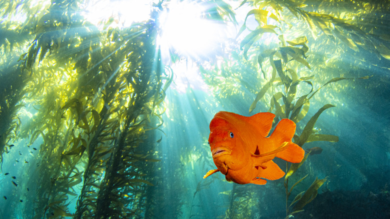 Kelp forest, Channel Islands