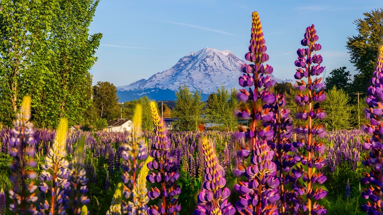 Mount Rainier National Park, Washington