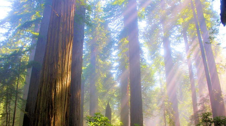 Redwood National Park, California