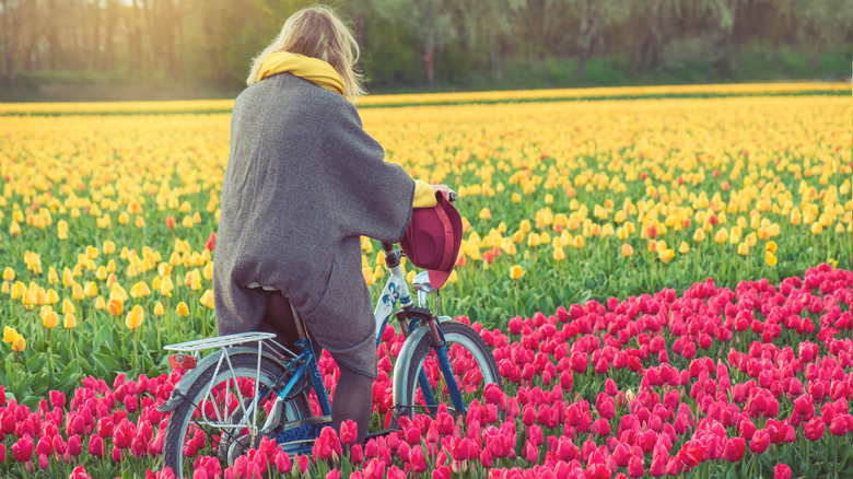 cyclist in tulip fields