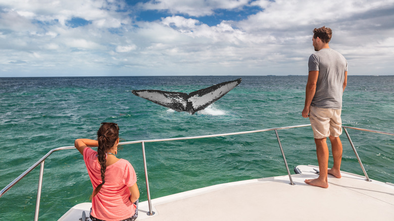Couple watches a whale 