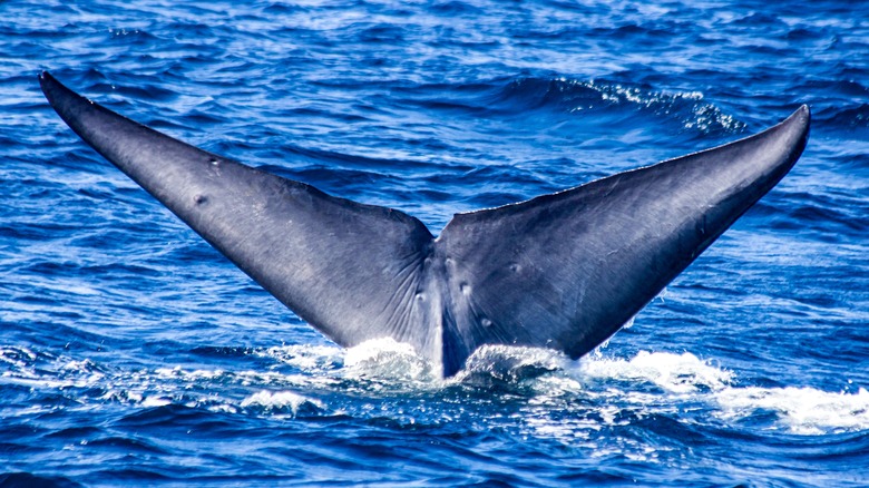 A blue whale fin