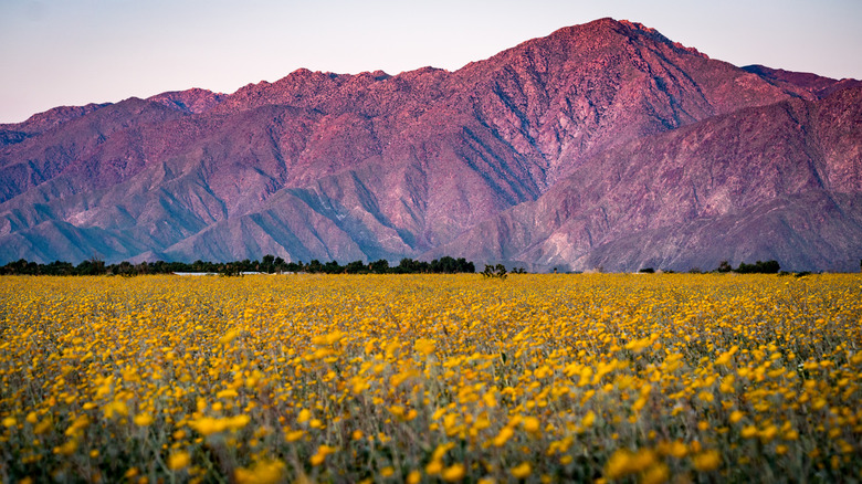 yellow wildflowers and red mountains