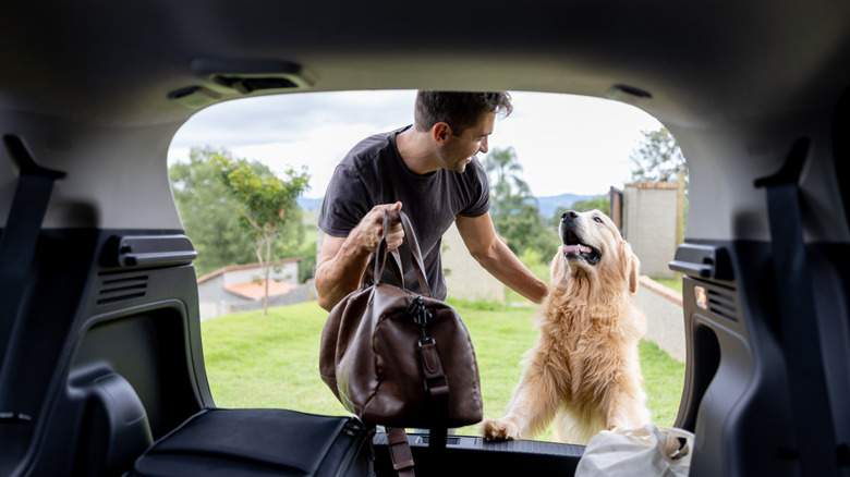 dog getting into car