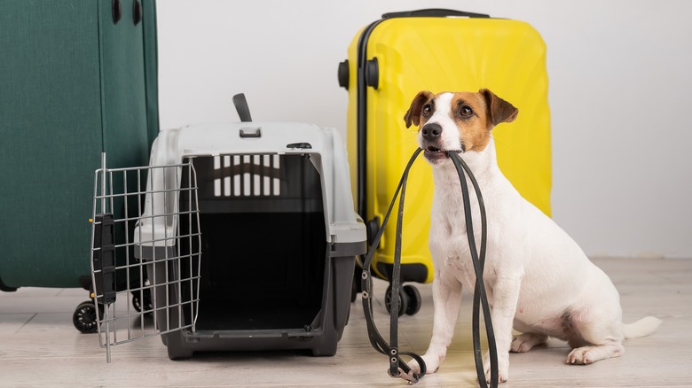 dog by suitcase and crate