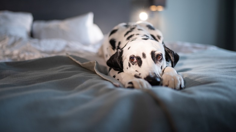 dalmatian on hotel bed