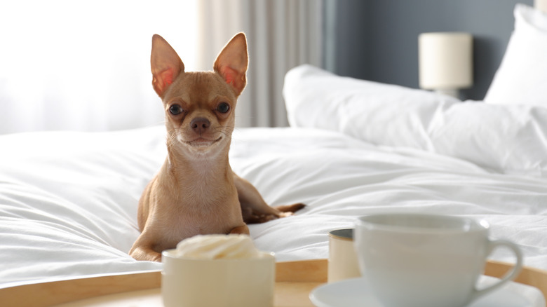 Chihuahua on hotel bed